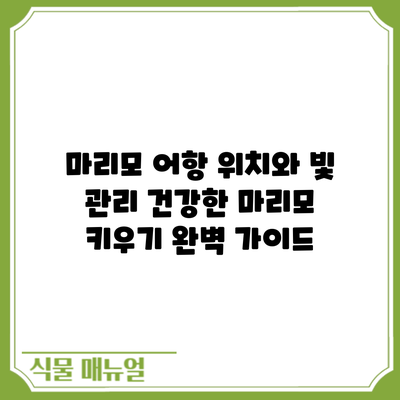 마리모 어항 위치와 빛 관리: 건강한 마리모 키우기 완벽 가이드