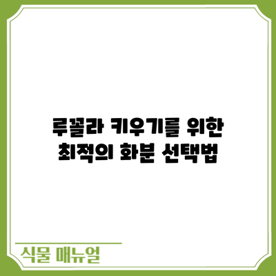 루꼴라 키우기를 위한 최적의 화분 선택법