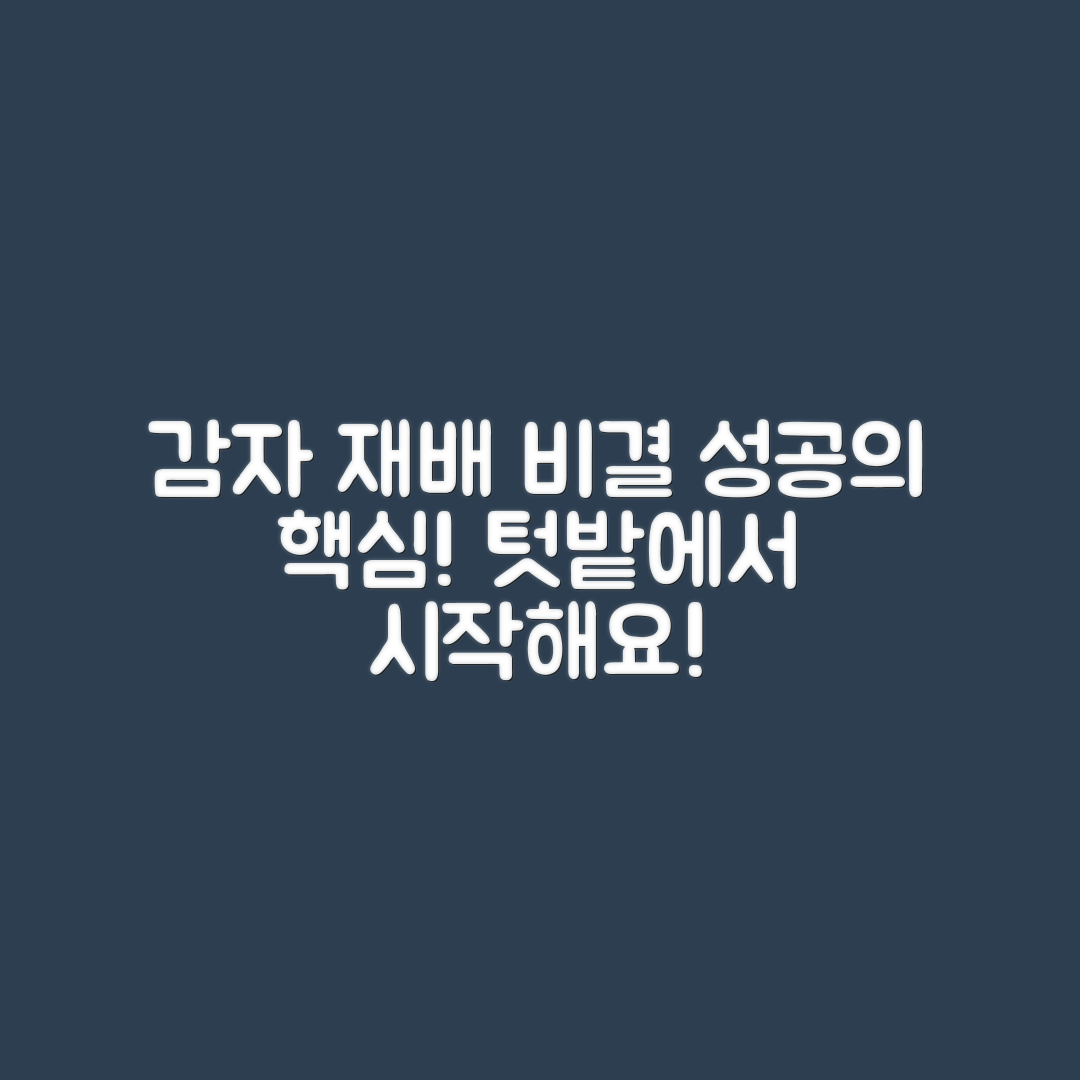 감자 텃밭 재배, 성공 비결은 무엇일까요?