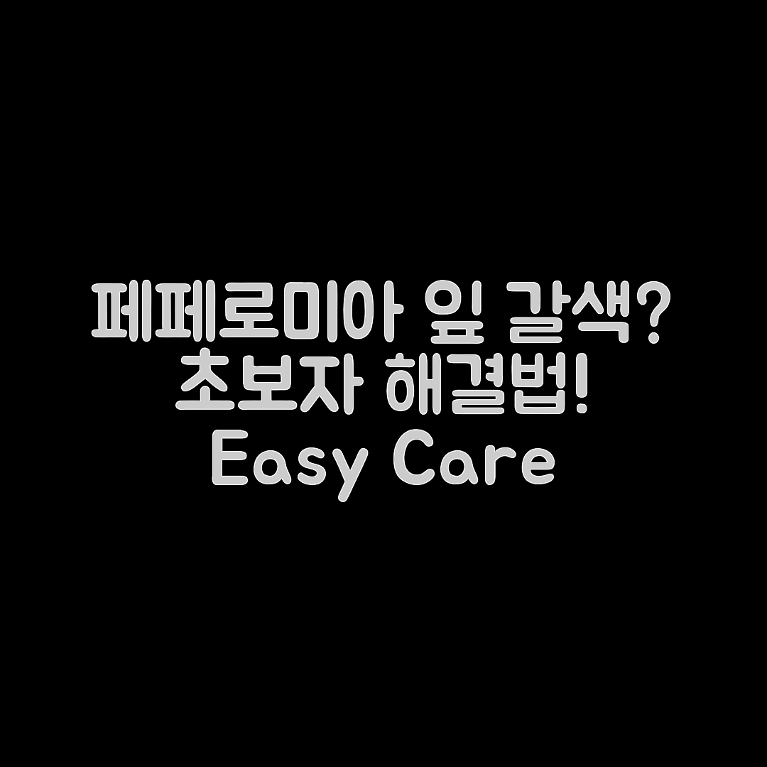 페페로미아 잎 갈색·말림, 초보자도 쉽게 해결하기