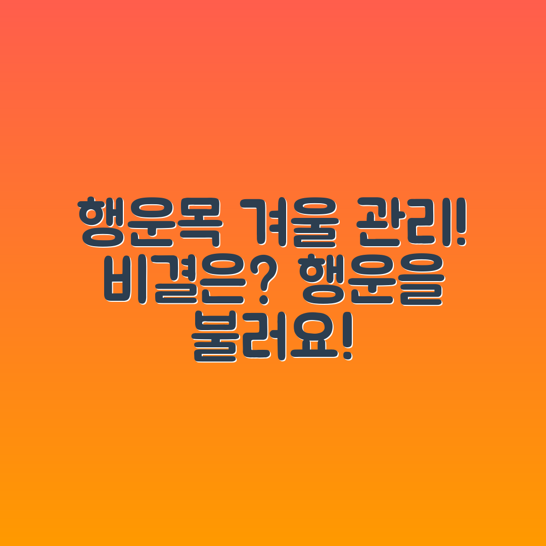 행운목 겨울철 관리법, 비결은 무엇일까요?