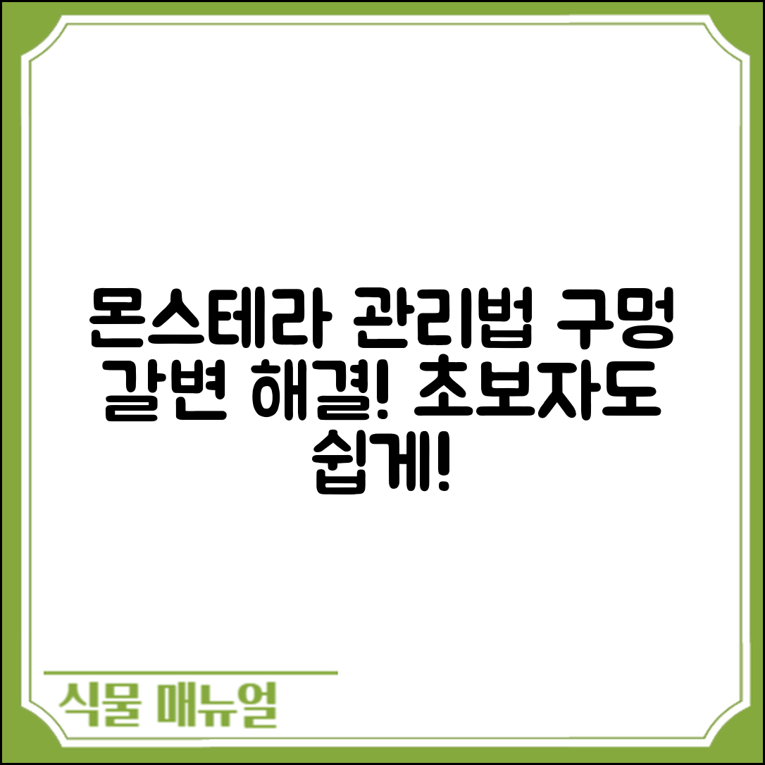 몬스테라 잎 구멍과 갈변, 초보자도 쉽게 관리하기