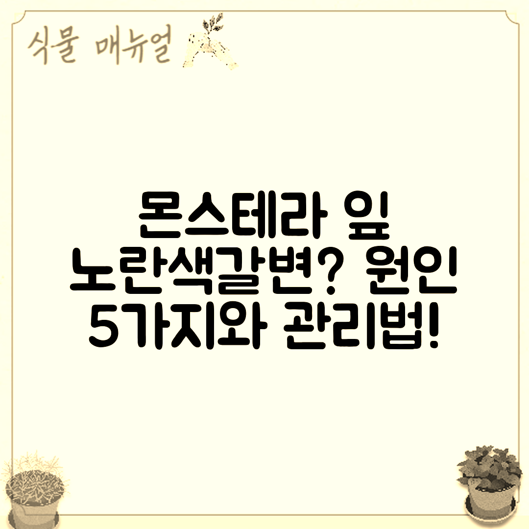 몬스테라 잎 노란색·갈변 원인 5가지와 관리법