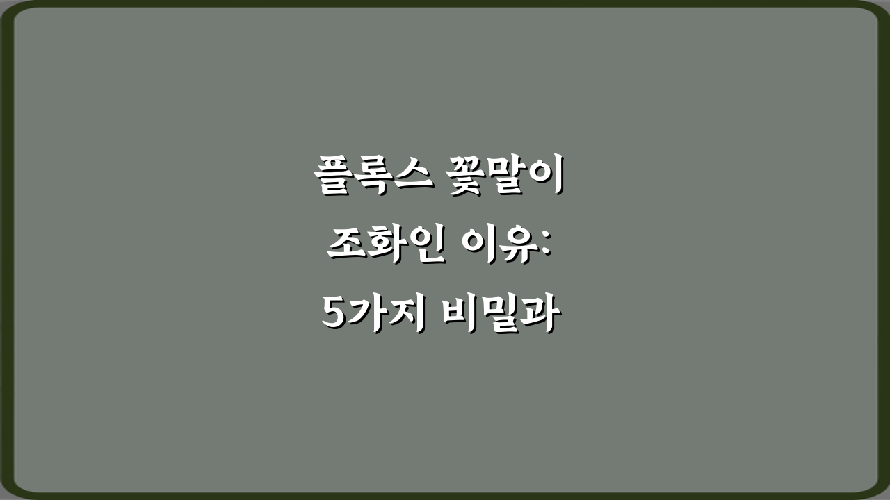 플록스 꽃말이 조화인 이유: 5가지 비밀과 의미 총정리