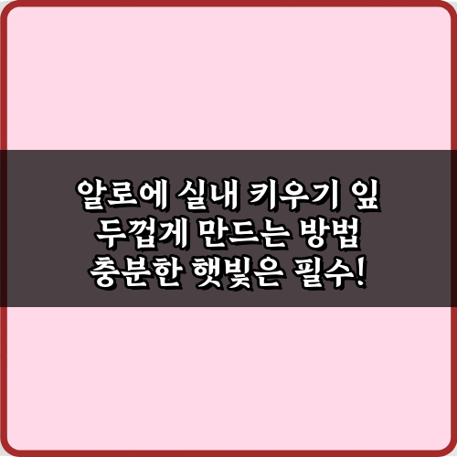 알로에 실내 키우기 잎 두껍게 만드는 방법, 5가지 비법!