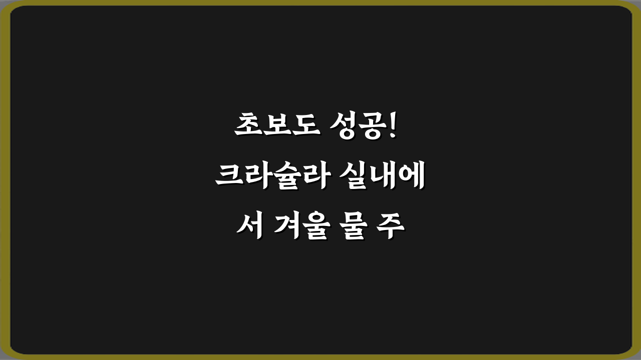 초보도 성공! 크라슐라 실내에서 겨울 물 주기 기준 3단계