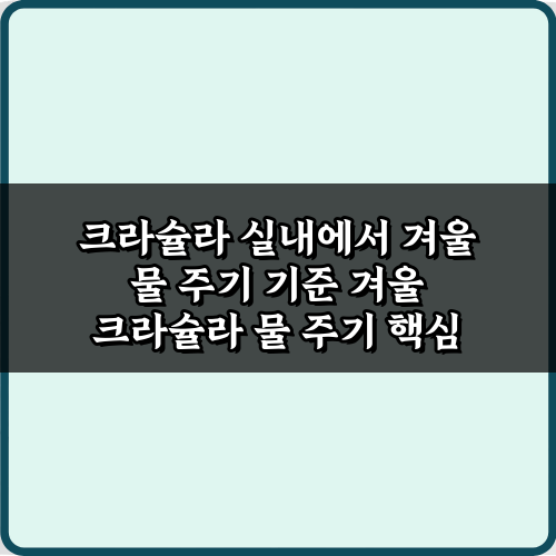 초보도 성공! 크라슐라 실내에서 겨울 물 주기 기준 3단계