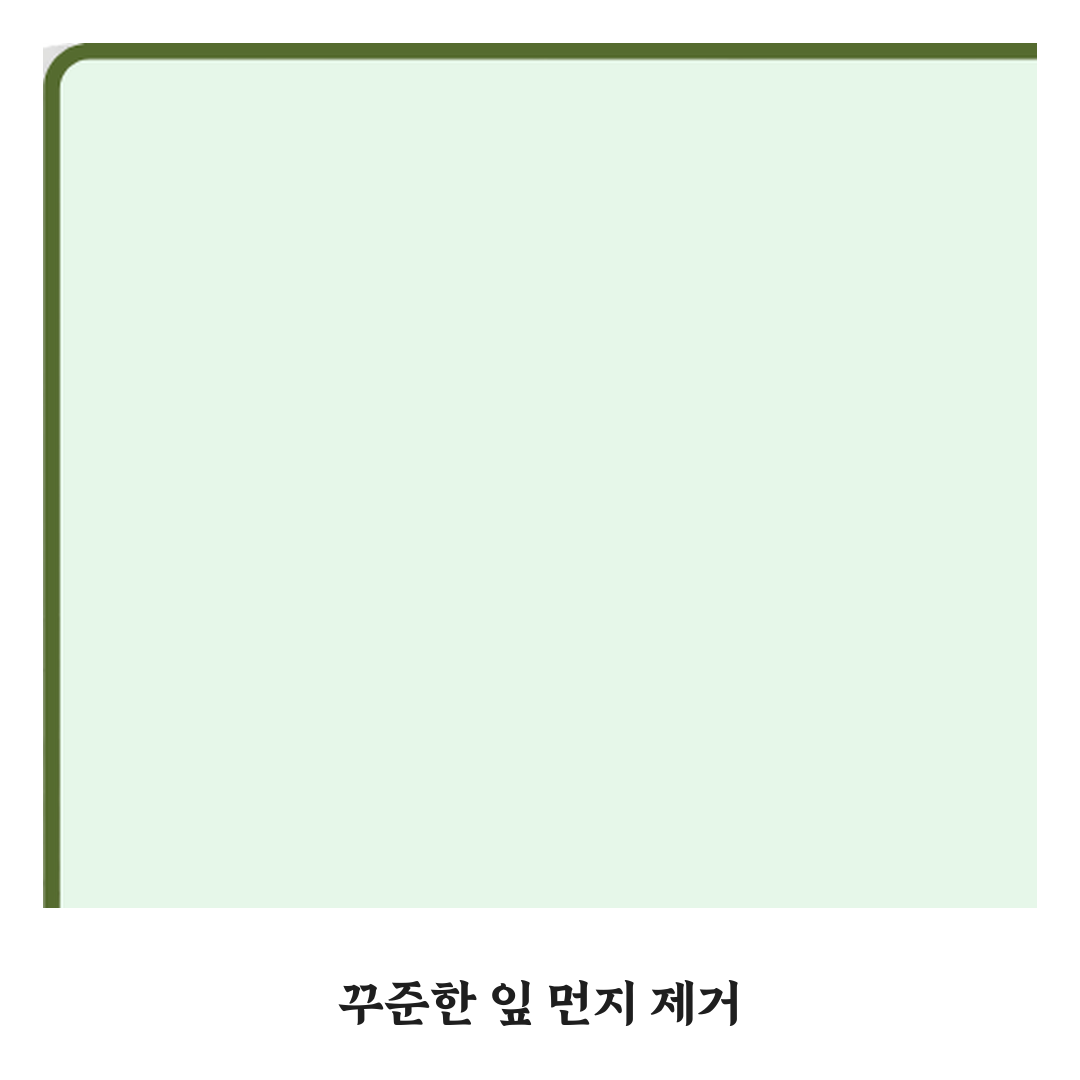 고무나무 실내에서 잎 광택 유지하는 방법, 전문가 5단계 비법