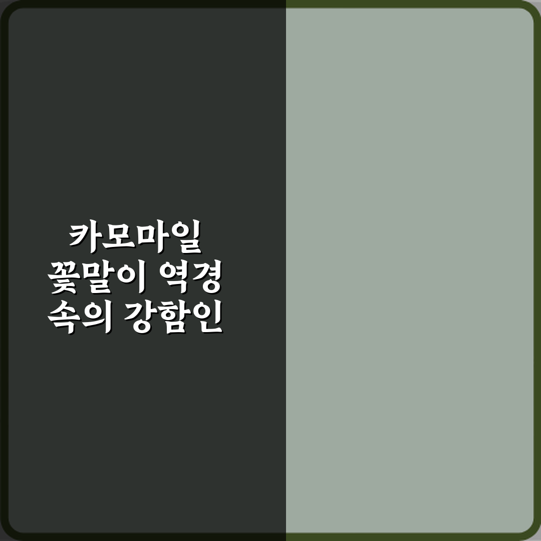 카모마일 꽃말이 역경 속의 강함인 이유 5가지 비밀