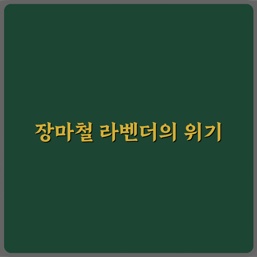 라벤더 키우기 장마철에 죽는 이유 직접 해봤어요, 경험담 공개