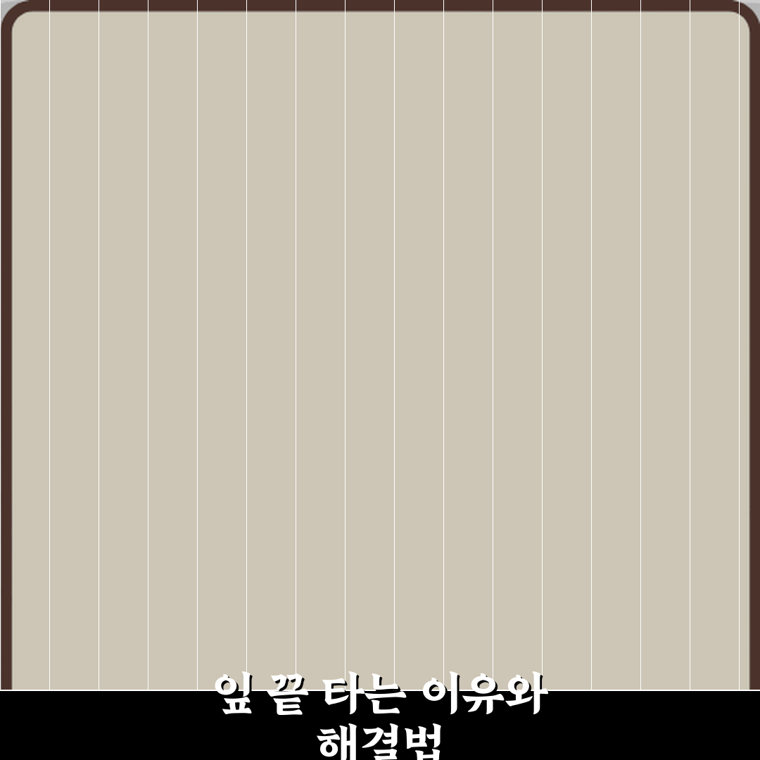 안스리움 실내에서 잎 끝 타는 원인 꿀팁 공유할게요