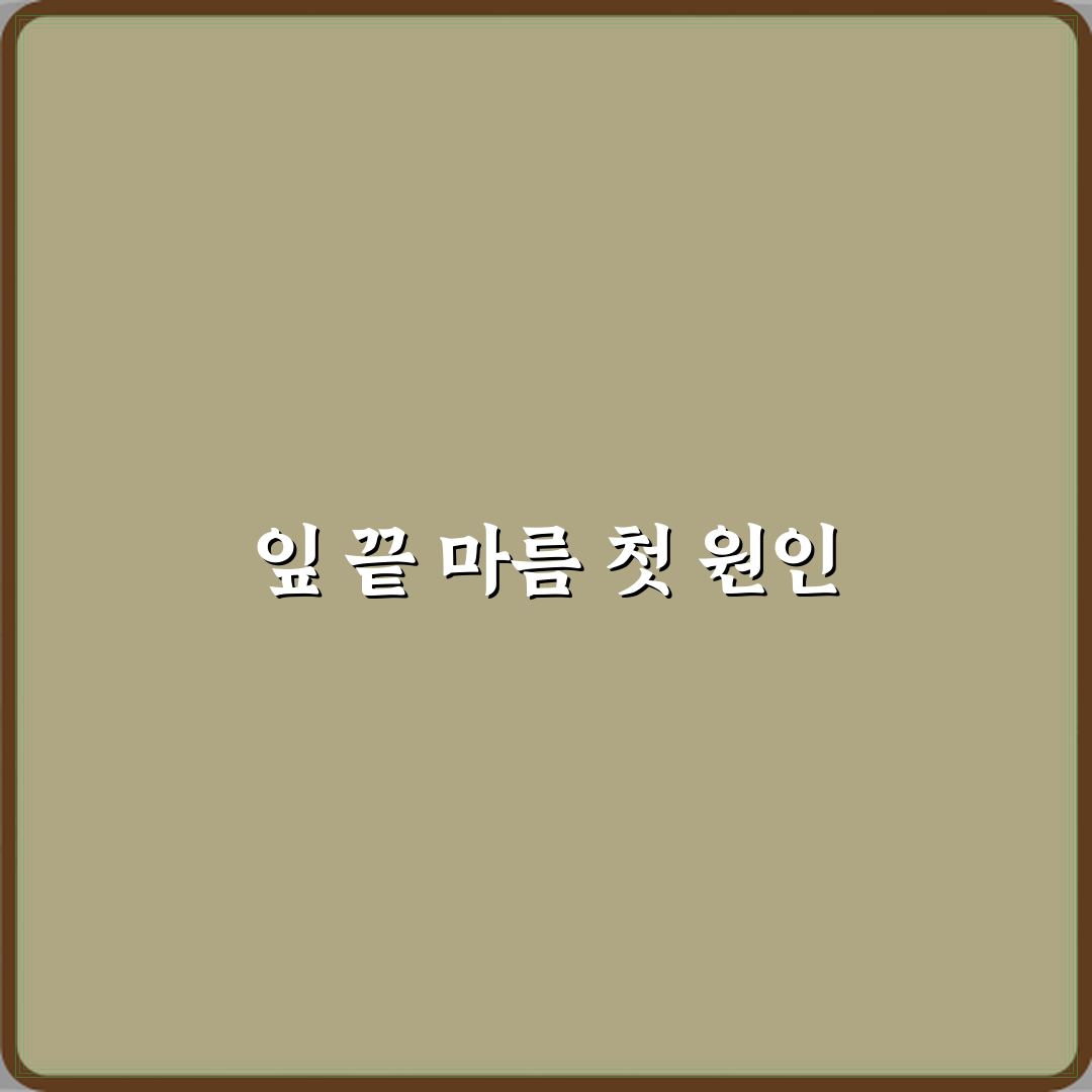 드라세나 마지나타 잎 끝이 마르는 이유 직접 해봤어요 솔직후기
