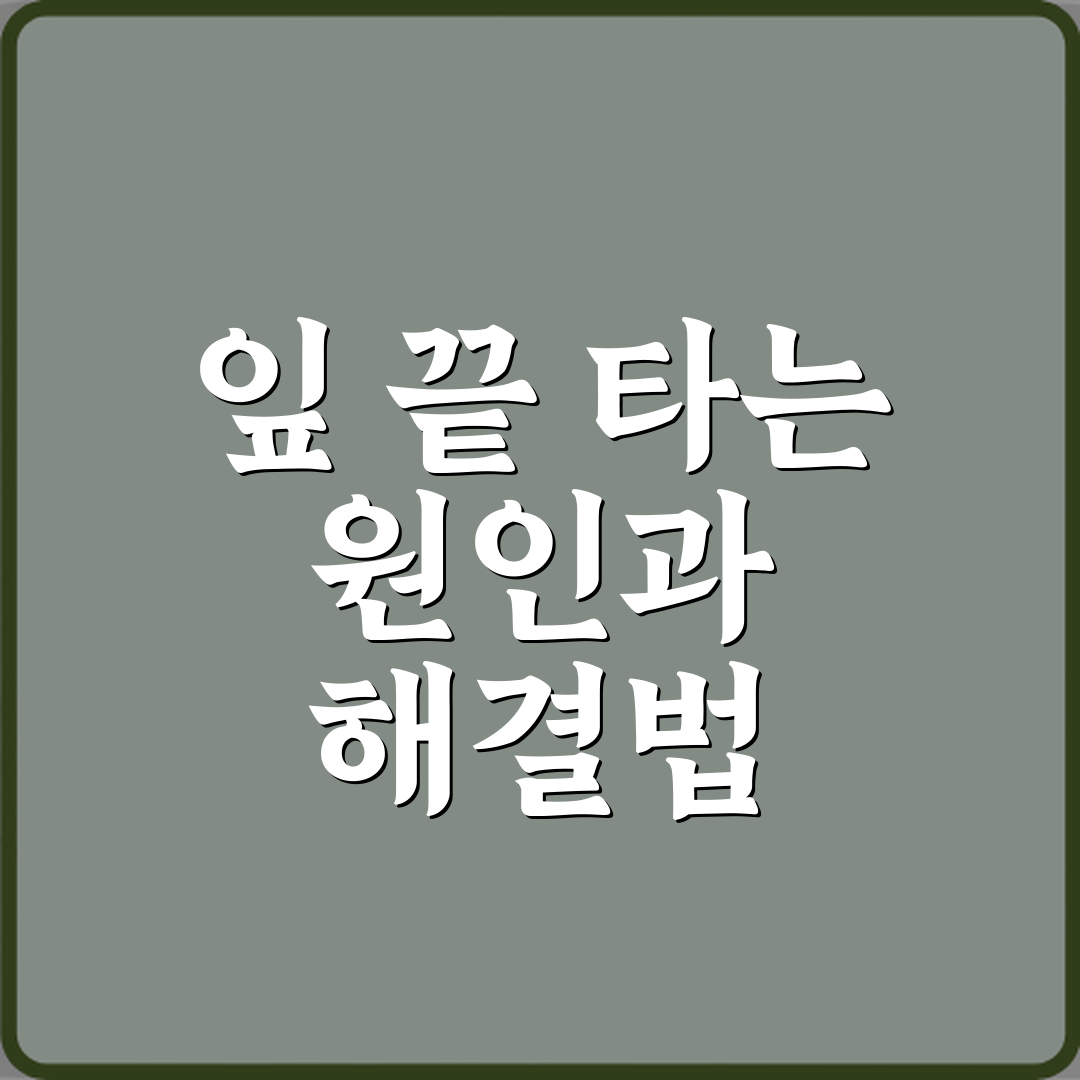 안스리움 실내에서 잎 끝 타는 원인 꿀팁 공유할게요