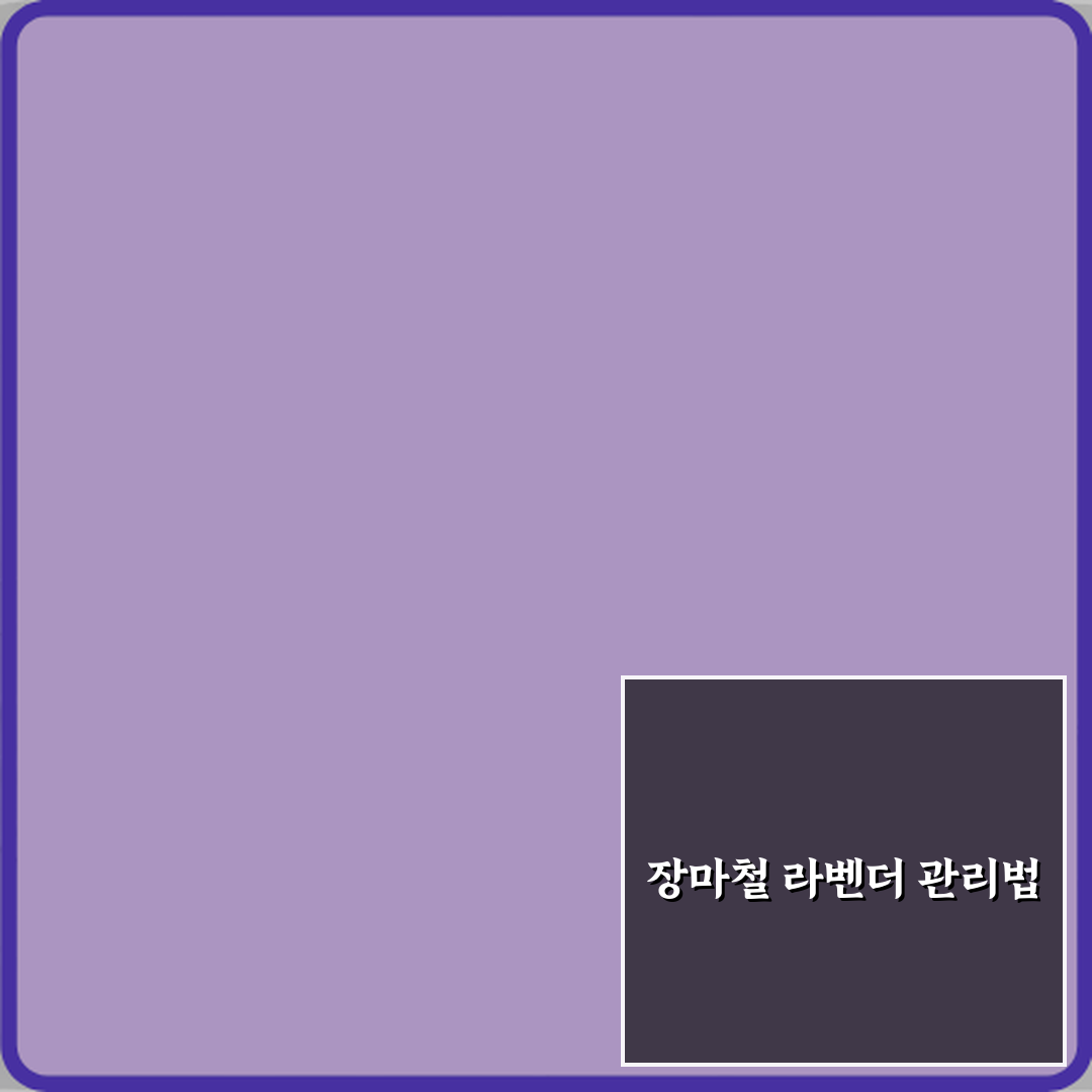 라벤더 키우기 장마철에 죽는 이유 직접 해봤어요, 경험담 공개