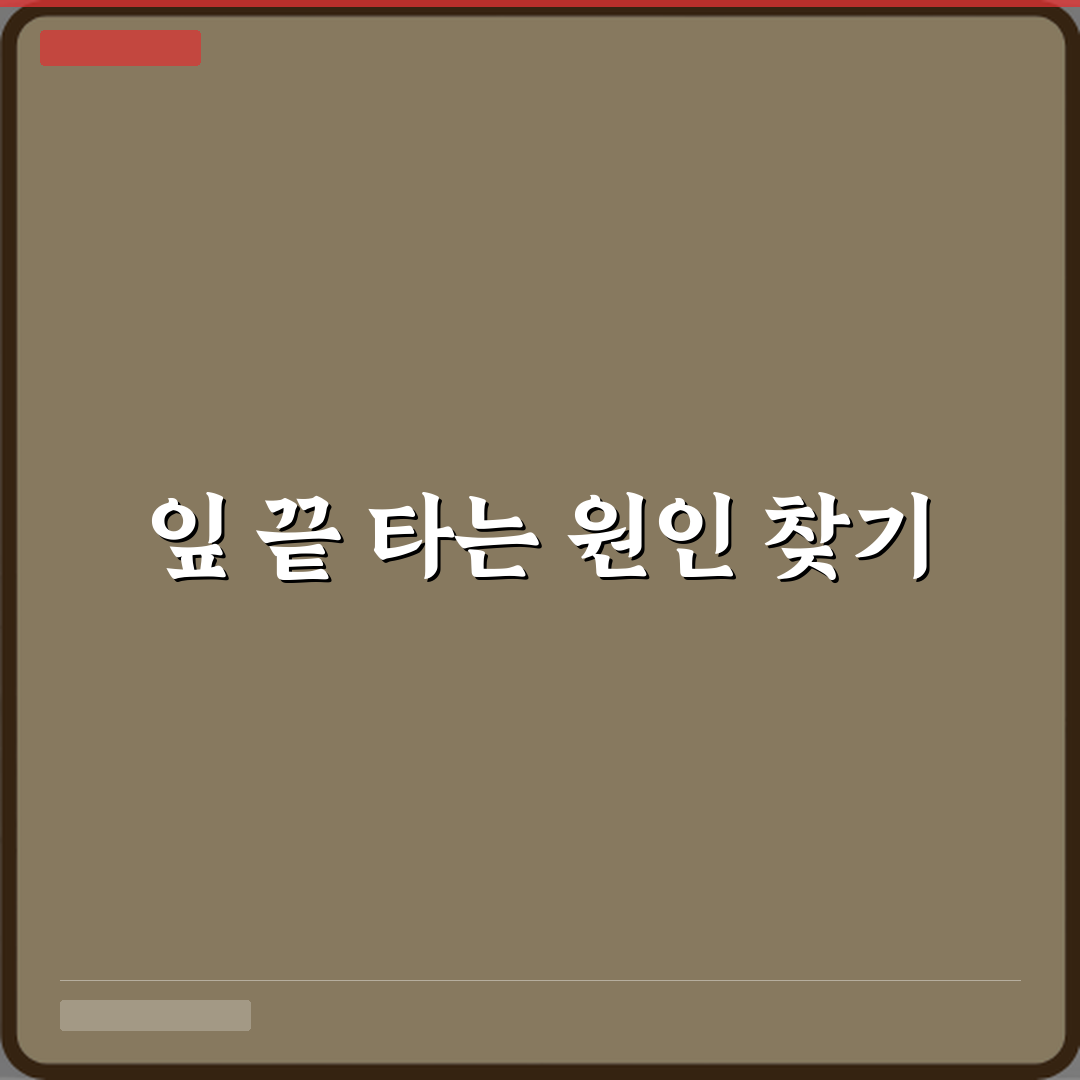 안스리움 실내에서 잎 끝 타는 원인 꿀팁 공유할게요