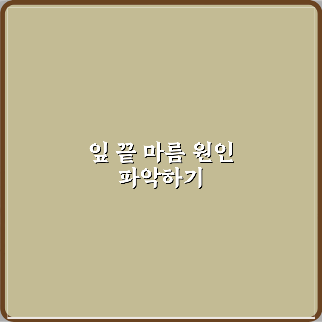 드라세나 마지나타 잎 끝이 마르는 이유 직접 해봤어요 솔직후기