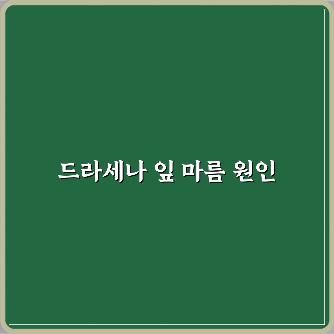 드라세나 마지나타 잎 끝이 마르는 이유 직접 해봤어요 솔직후기